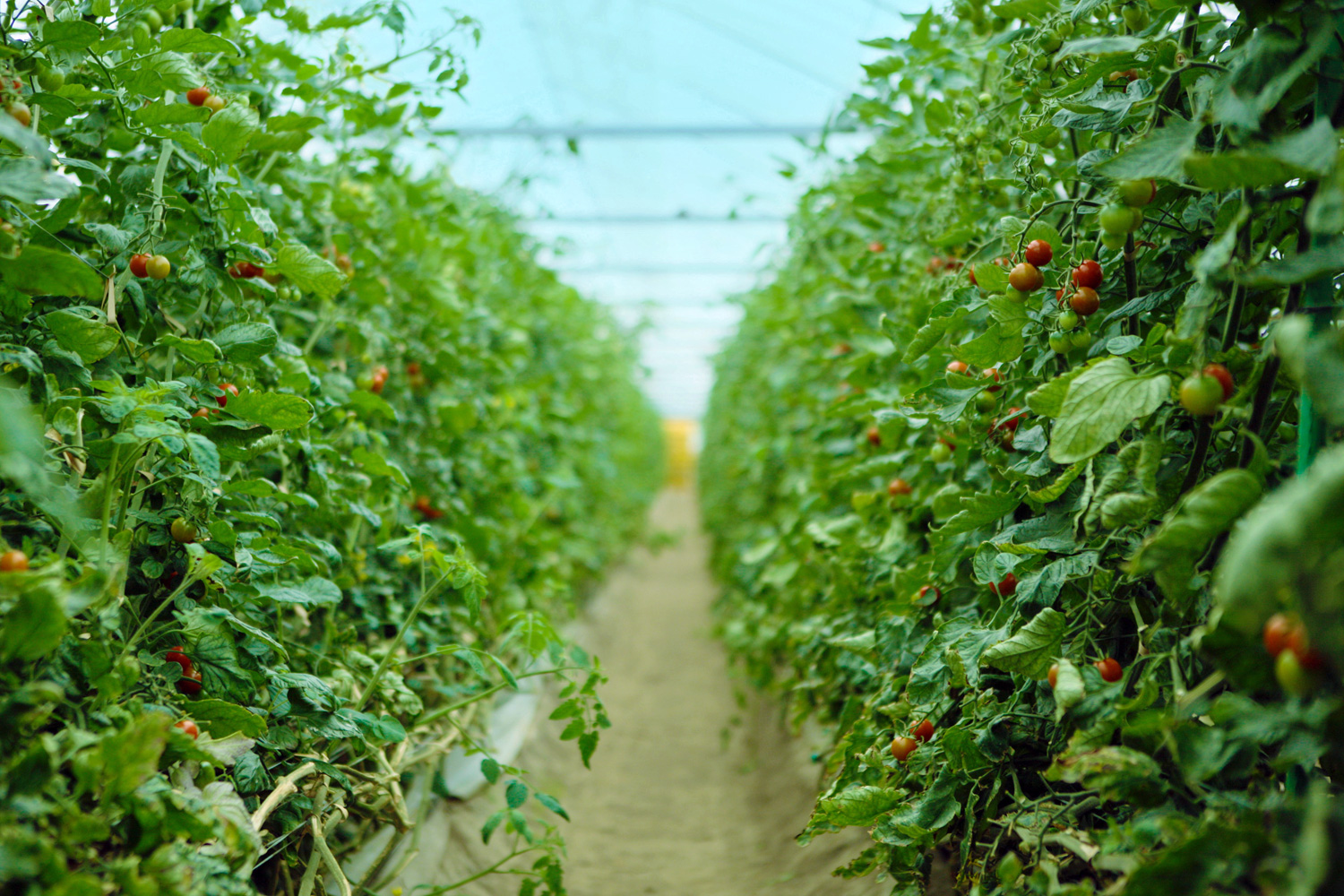 商品一覧 | おかざき農園