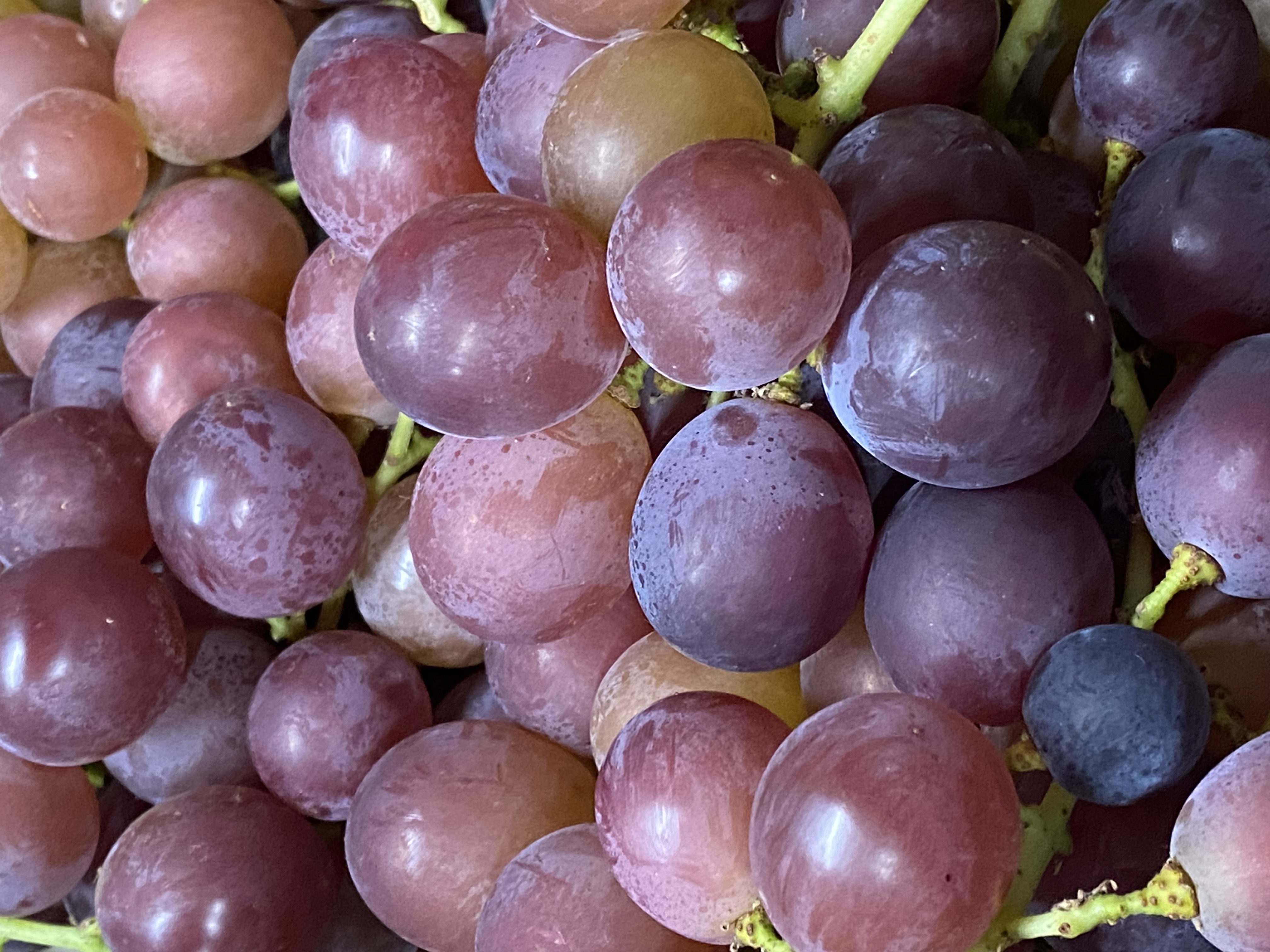 葡萄の呟き 『ぶどうのつぶやき』 ブドウ🍇開始致します | おかざき農園